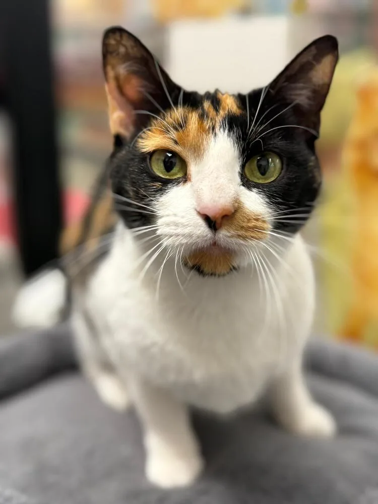 A young small-sized female Orange & White Domestic Short Hair cat named Ethel for adoption in Orlando, FL