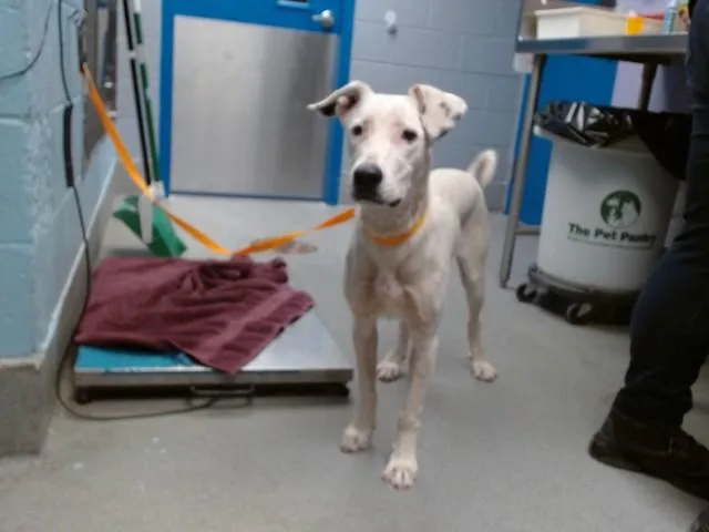 A young medium-sized female Labrador Retriever dog named Jellybean for adoption in Albuquerque, NM