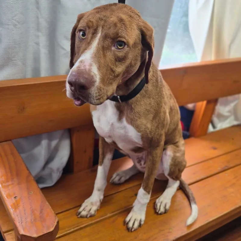 A senior medium-sized male Brown / Chocolate Mixed Breed dog named Ricky for adoption in Wahiawa, HI