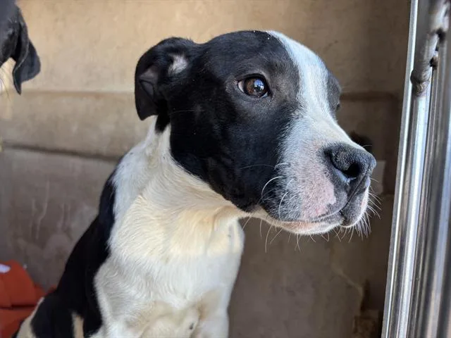 A young small-sized male American Staffordshire Terrier dog named Scout for adoption in Oklahoma City, OK