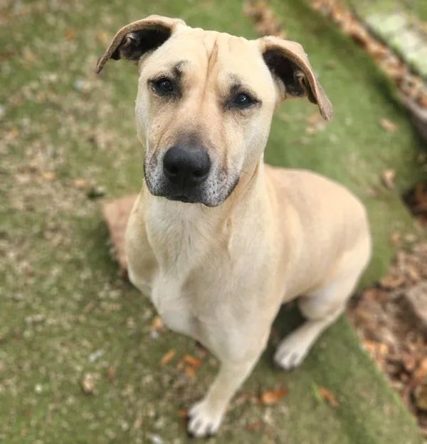 An adult large-sized female Labrador Retriever dog named Angel for adoption in Austin, TX
