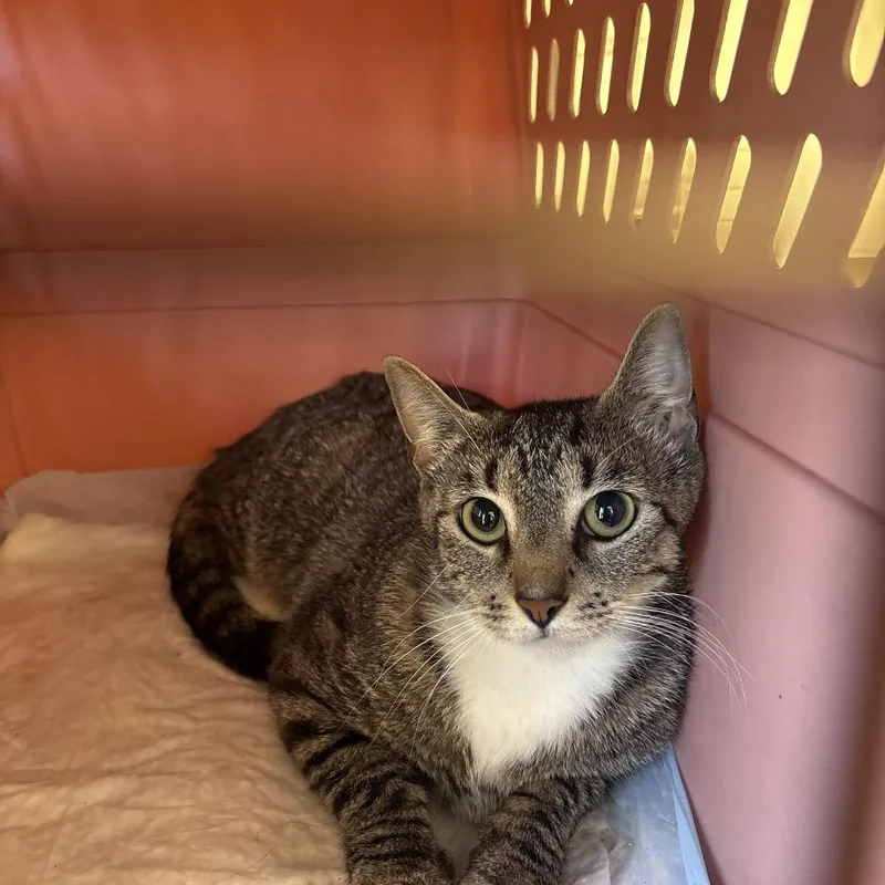 An adult medium-sized female Gray / Blue / Silver Domestic Short Hair cat named Willow for adoption in West Palm Beach, FL