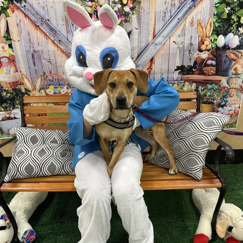 A young medium-sized male Red / Chestnut / Orange Mixed Breed dog named Driftwood for adoption in Yanceyville, NC