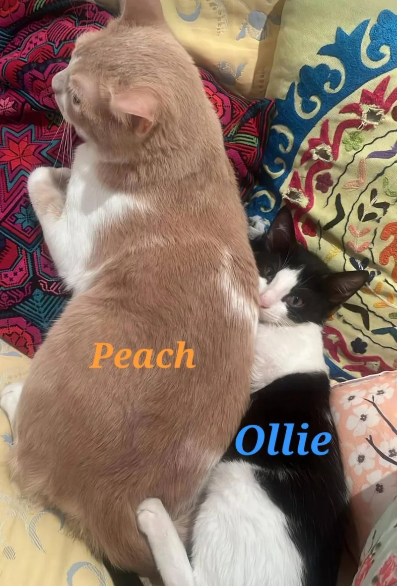 A young medium-sized male Domestic Short Hair cat named Ollie for adoption in Tampa, FL