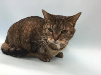 An adult small-sized female Domestic Short Hair cat named Blossom for adoption in Woodbury, MN