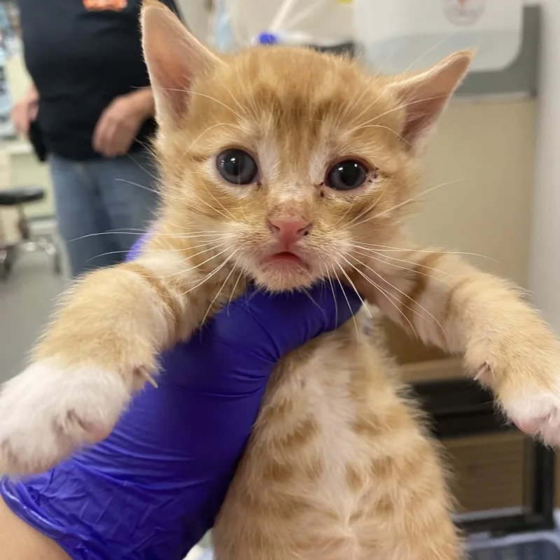A baby small-sized male Orange / Red Domestic Short Hair cat named Scrunchie for adoption in Westminster, CA