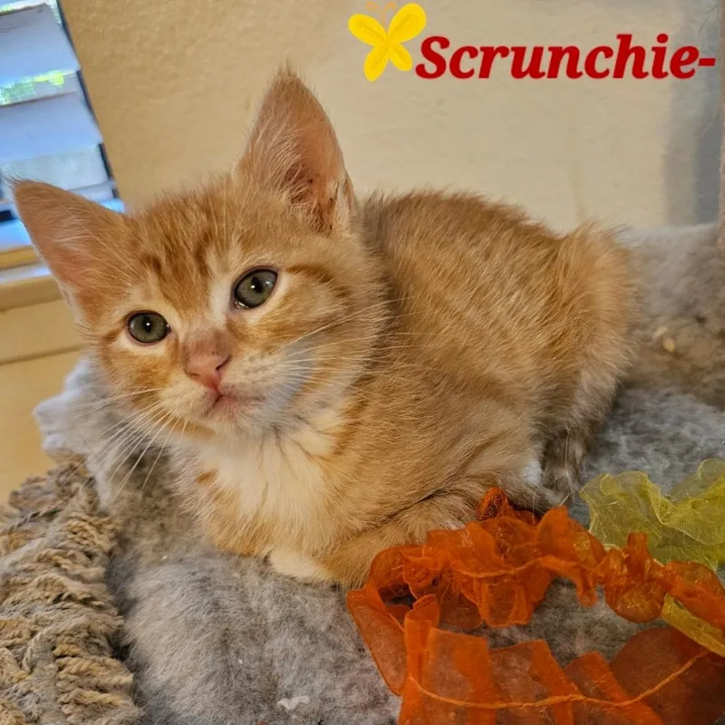 Scrunchie thumbnail 2