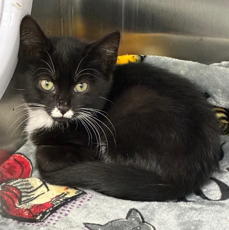 A baby small-sized male Domestic Short Hair cat named Kronk for adoption in Hartsville, SC