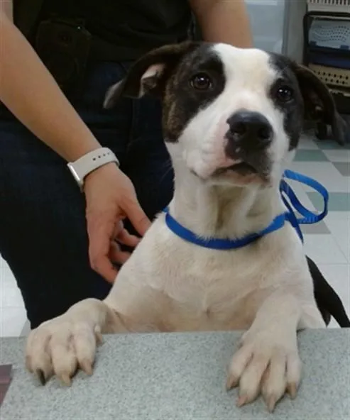 A young medium-sized female Staffordshire Bull Terrier dog named Margaret for adoption in Oklahoma City, OK