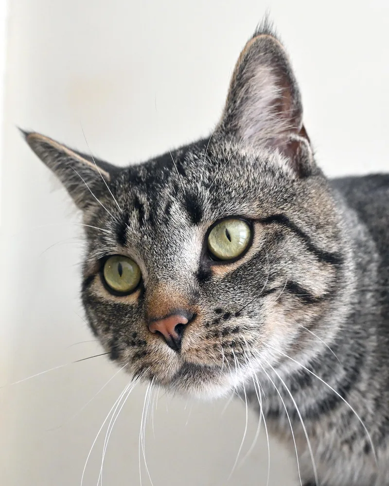 Molecule "mole" thumbnail 2