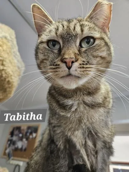 Tabitha