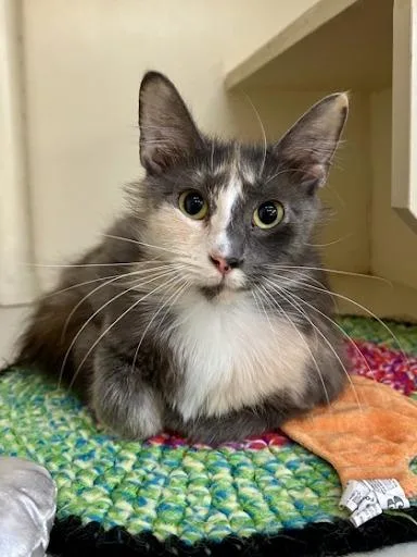 A young medium-sized female Domestic Short Hair cat named Genevieve for adoption in Lunenburg, MA