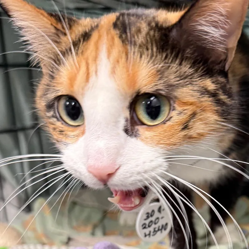 A young large-sized female Calico Domestic Short Hair cat named Hermionie for adoption in Normal, IL