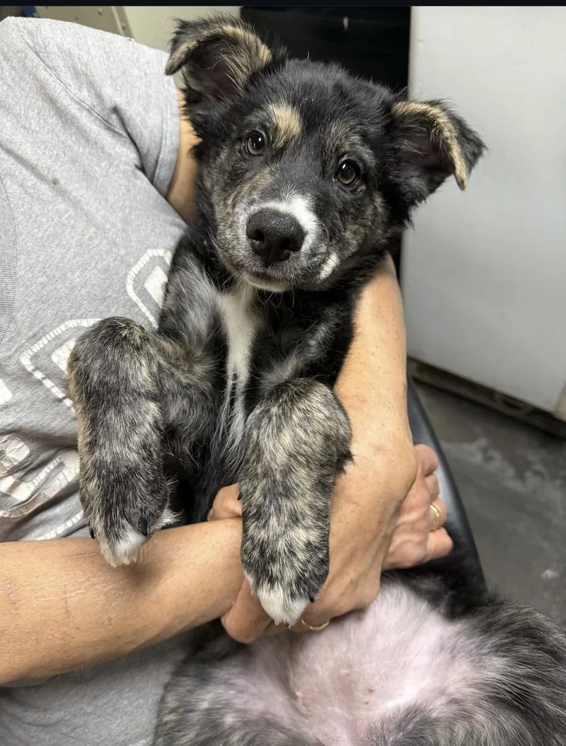 A baby large-sized female Australian Shepherd dog named Ivy for adoption in Pasadena, CA