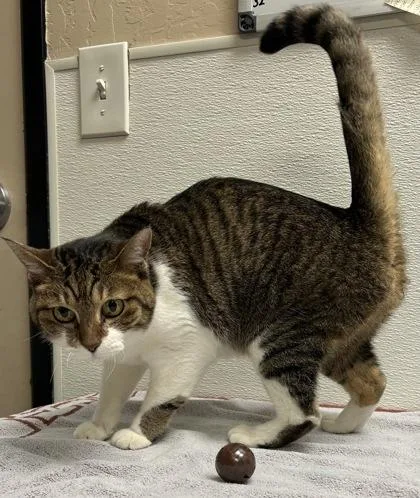 An adult small-sized female Domestic Short Hair cat named Kaze for adoption in Phoenix, AZ