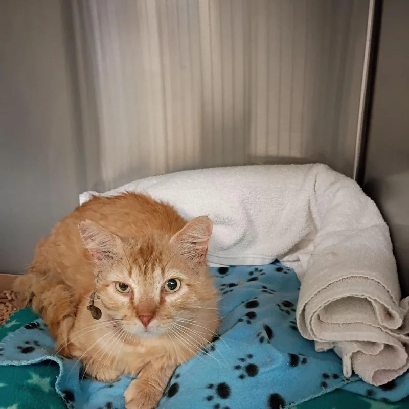 An adult large-sized male Orange / Red Domestic Long Hair cat named Orange Slice for adoption in Lynchburg, VA