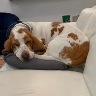 An adult medium-sized male Red / Chestnut / Orange Basset Hound dog named Cooper for adoption in Auburndale, FL