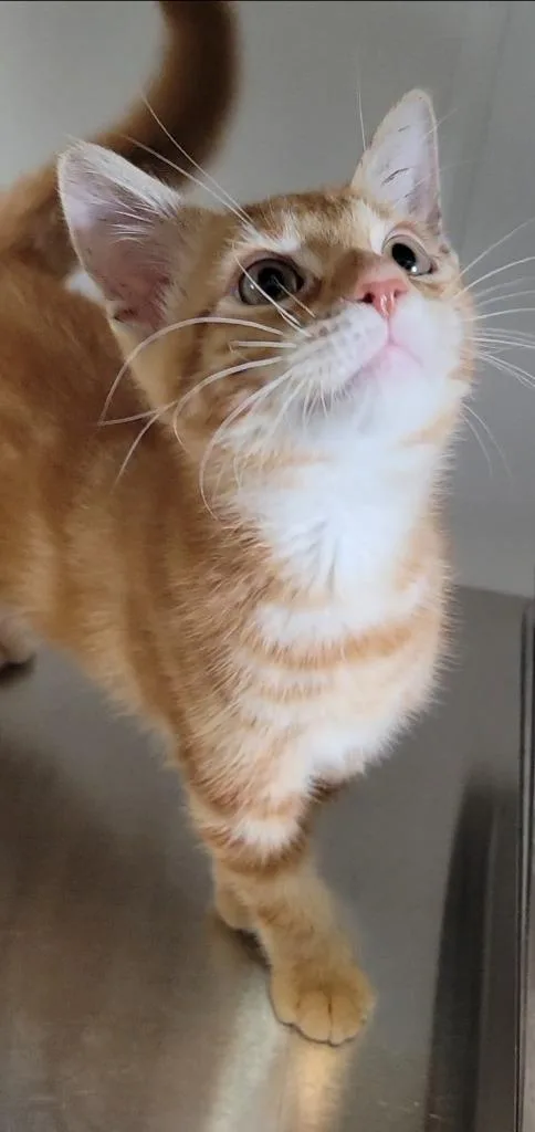 A baby medium-sized male Domestic Short Hair cat named Fred for adoption in Sandusky, OH
