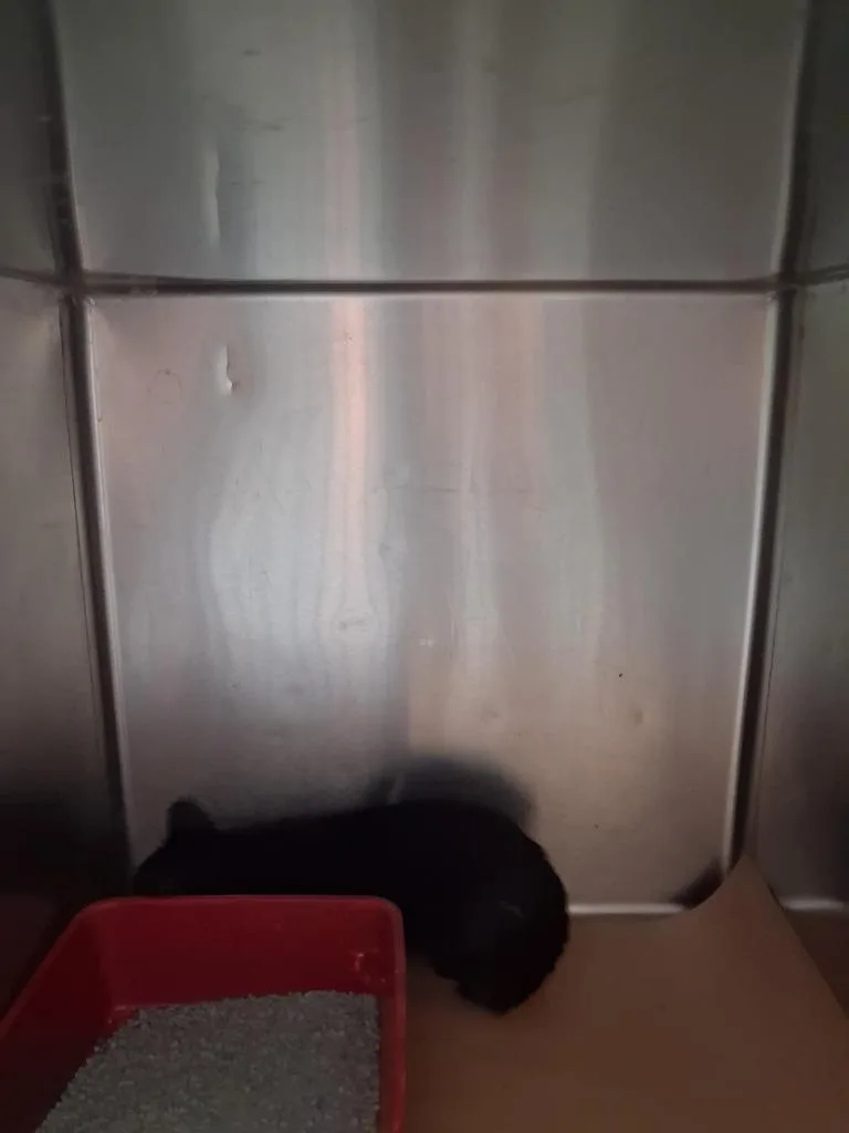 A baby small-sized male Domestic Short Hair cat named Jasmine for adoption in Cartersville , GA