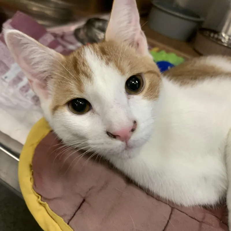 A young medium-sized male Orange & White Domestic Short Hair cat named Freddy for adoption in Morganton, NC