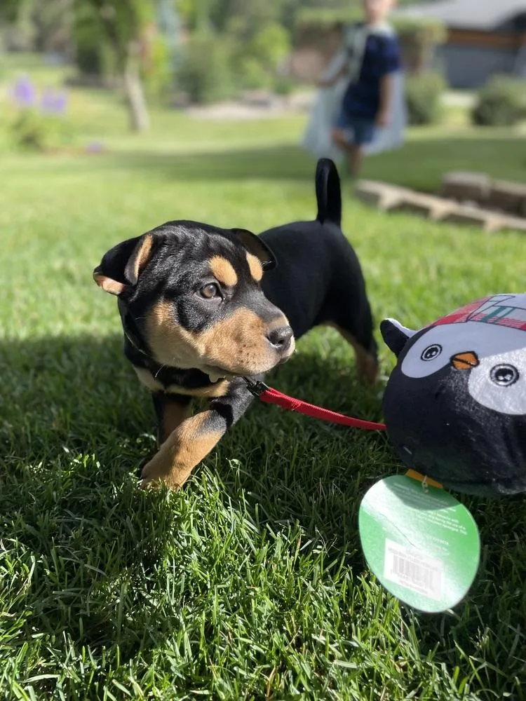 A baby large-sized female Tricolor (Brown, Black, & White) Mixed Breed dog named Karen for adoption in Waunakee, WI