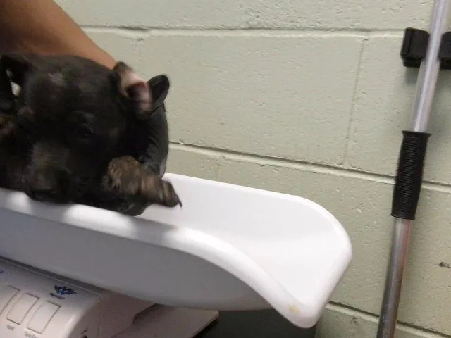 A baby small-sized female Pit Bull Terrier dog named Indie for adoption in Tulsa, OK