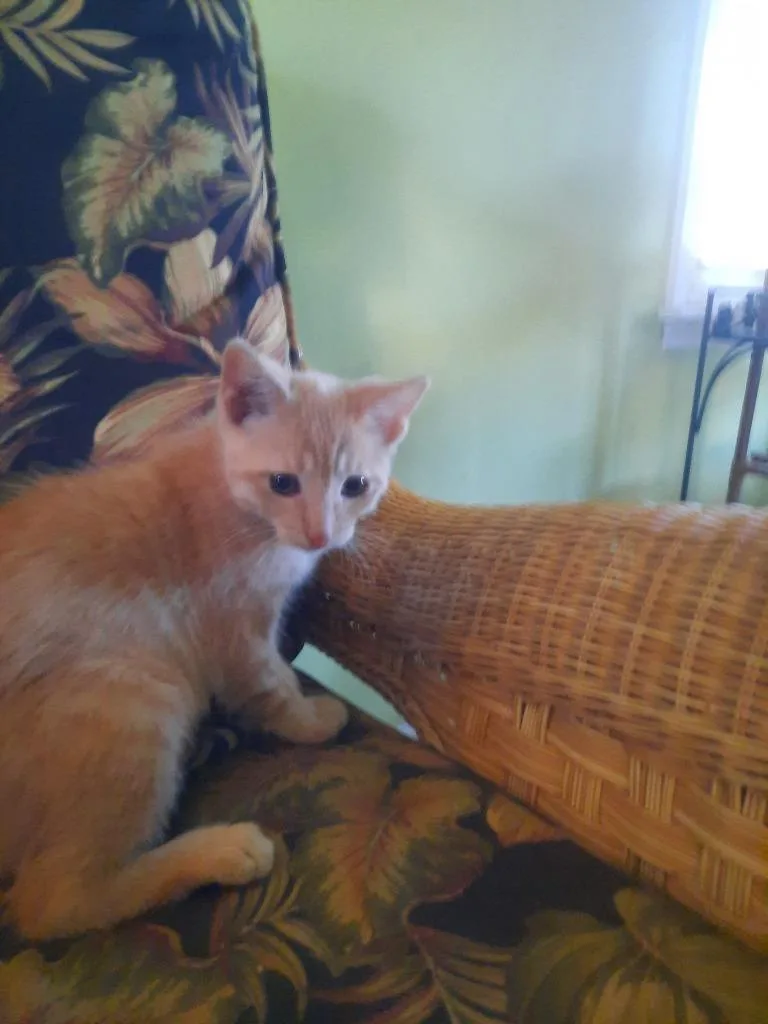 A baby small-sized male Domestic Short Hair cat named Butterscotch for adoption in Hamilton, OH