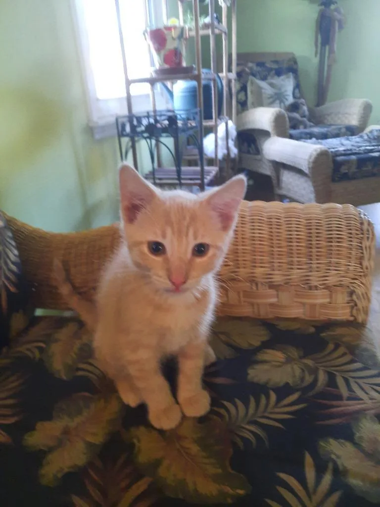 Butterscotch thumbnail 2