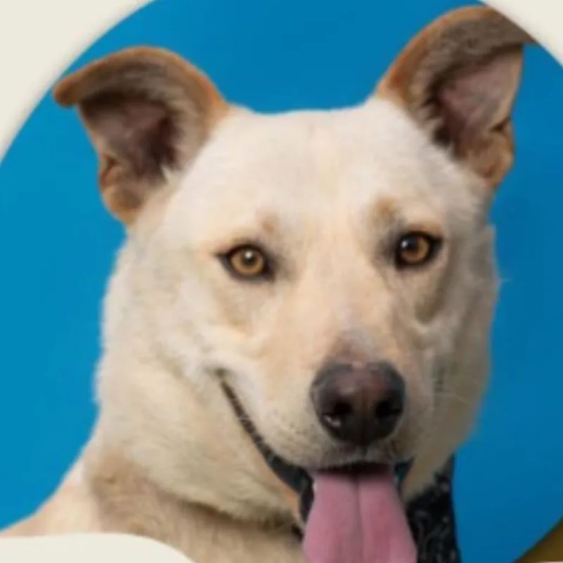 An adult medium-sized male Dachshund dog named Nano for adoption in San Diego, CA