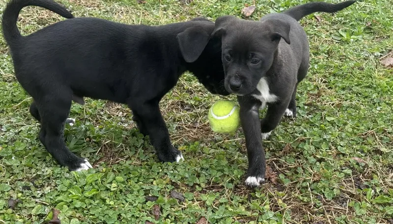 Mercedes thumbnail 3