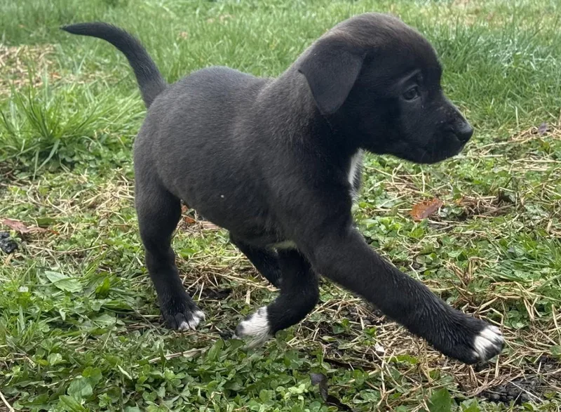 Mercedes thumbnail 4