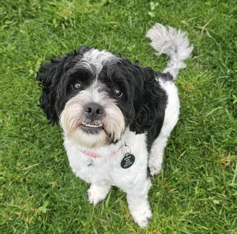 A young small-sized male White / Cream Poodle dog named Bentley for adoption in Fenton, MI