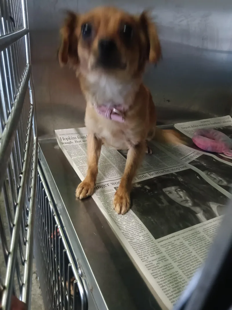 A young small-sized female Papillon dog named Canela for adoption in Los Angeles, CA