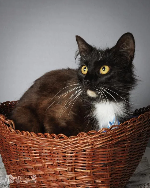 An adult medium-sized female Black Domestic Short Hair cat named Michelle for adoption in Maryville, TN