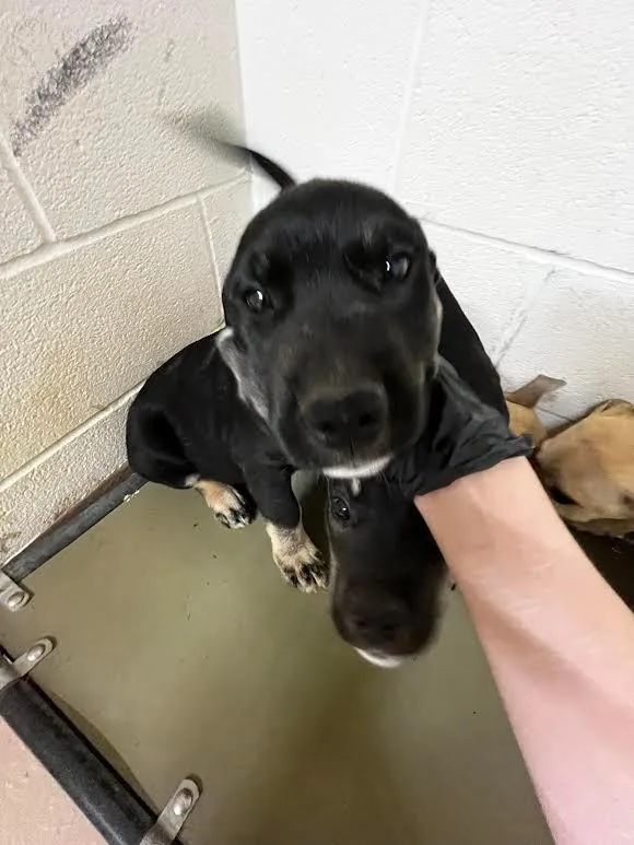 A baby large-sized male Labrador Retriever dog named Lizard for adoption in Nacogdoches, TX