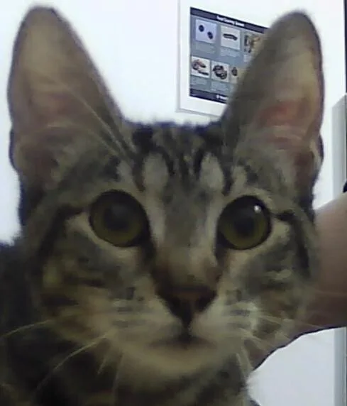 A baby small-sized female Tabby (Brown / Chocolate) Domestic Short Hair cat named Oaken for adoption in Anoka, MN