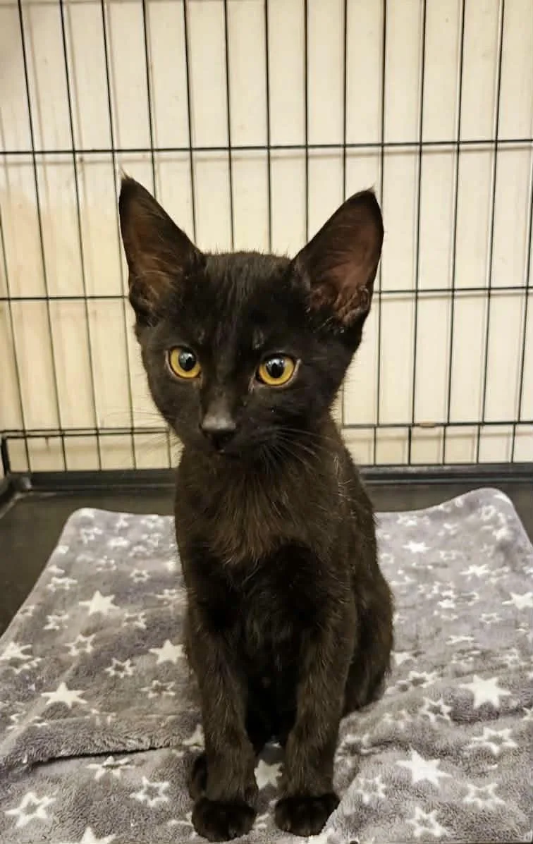 A young medium-sized male Black Domestic Short Hair cat named Jasper for adoption in Yuba City, CA