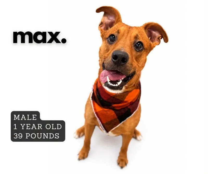 A young medium-sized male Mixed Breed dog named Max for adoption in Ashland, KY