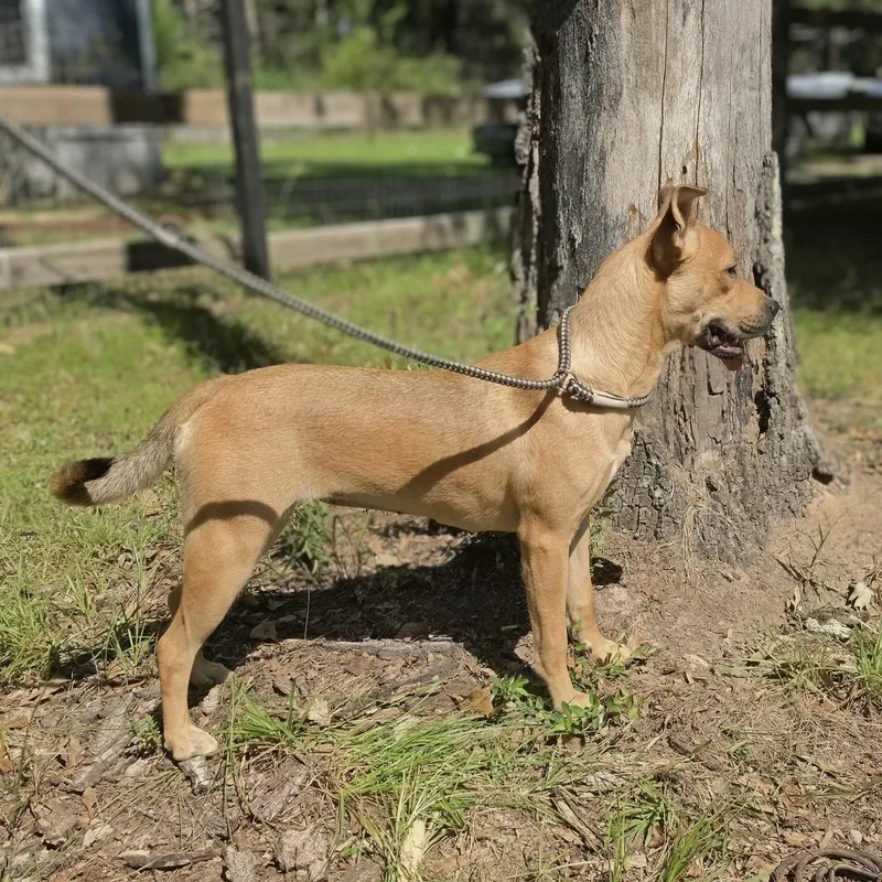 A baby medium-sized female Pug dog named Paisley for adoption in Cleveland, TX