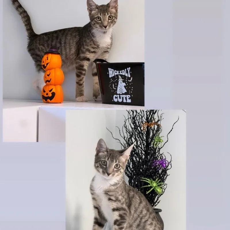 A young medium-sized male Tabby (Gray / Blue / Silver) Domestic Short Hair cat named Tuna for adoption in Syosset, NY