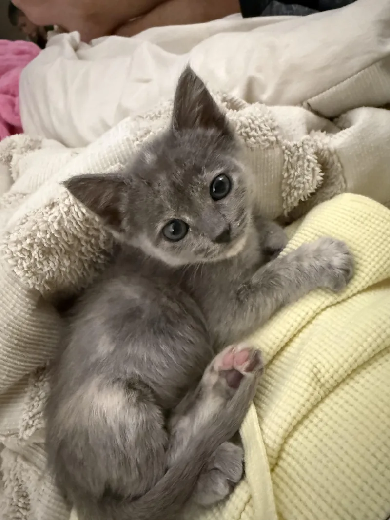 Dumbo