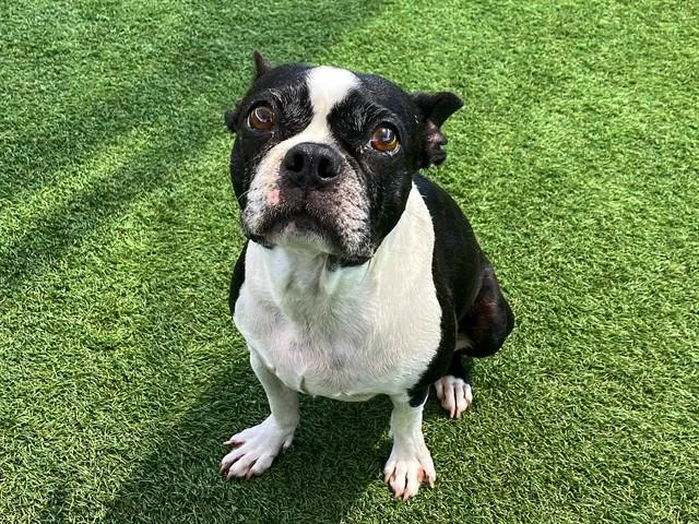 A young small-sized female Boston Terrier dog named Ruby for adoption in Tustin, CA