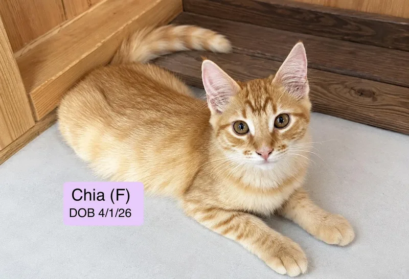 A baby medium-sized female Orange & White Domestic Short Hair cat named Chia for adoption in Vacaville, CA