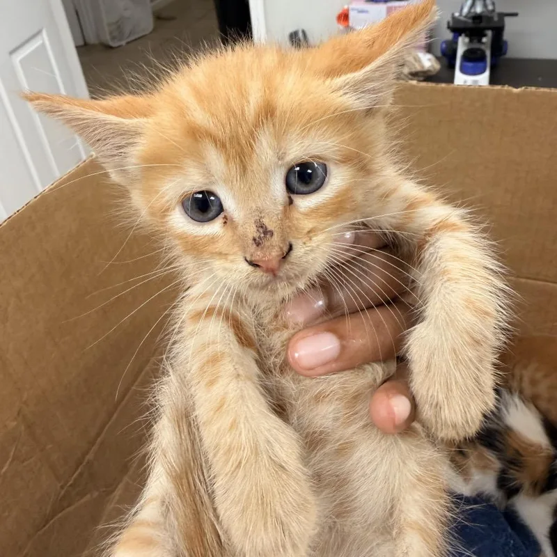 A baby small-sized male Orange / Red Domestic Short Hair cat named Santos for adoption in Starkville, MS
