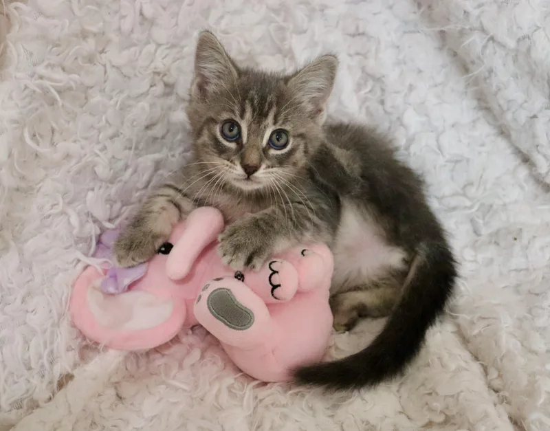 A baby medium-sized female Gray / Blue / Silver Tabby cat named Tullip for adoption in Saint Augustine, FL