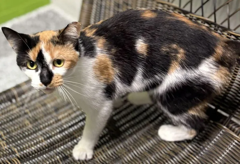 A young medium-sized female Calico cat named Eep for adoption in Jackson, MI