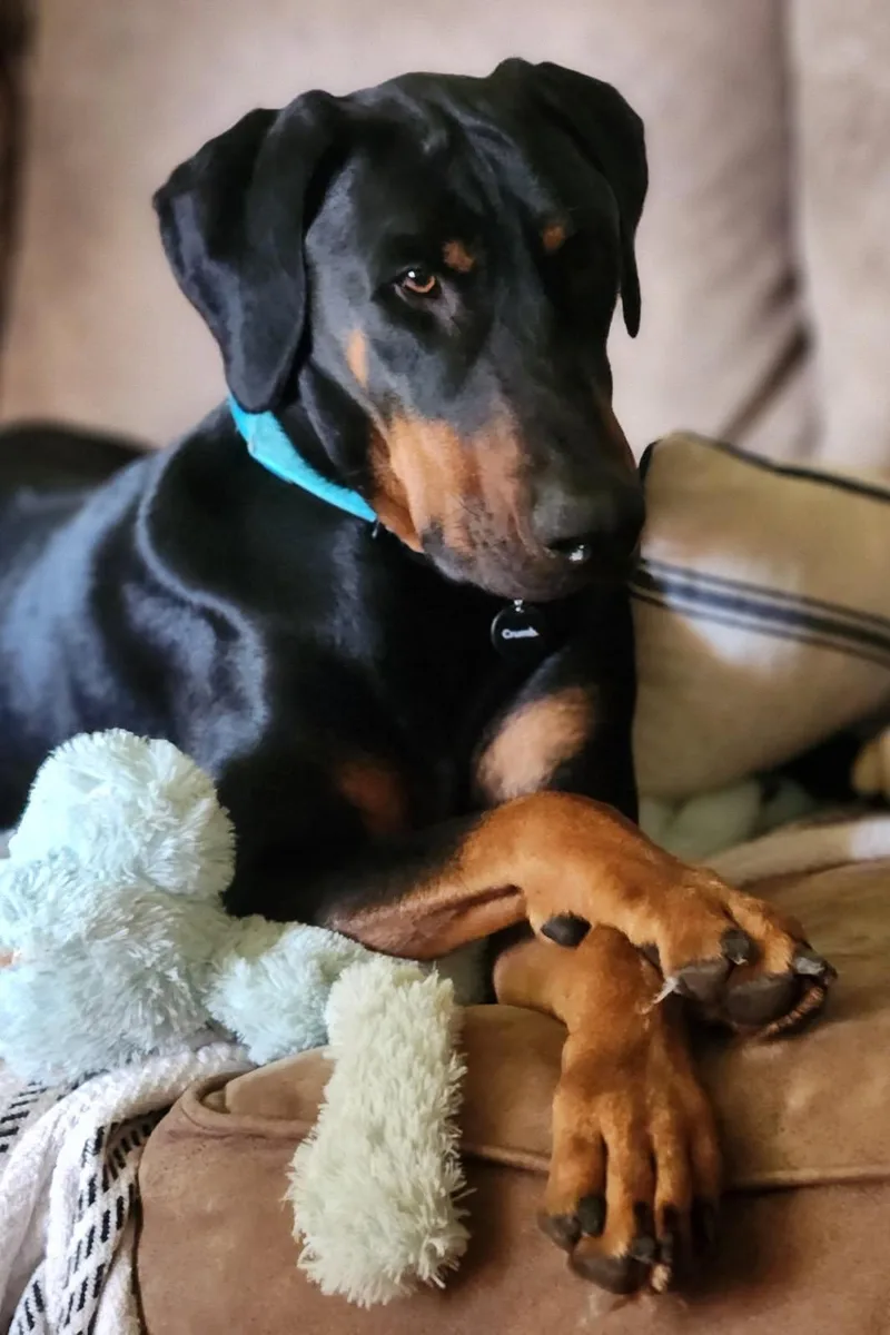 A young large-sized male Doberman Pinscher dog named Phillip for adoption in Minneapolis, MN