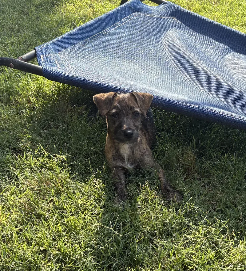 A baby small-sized male Bicolor Chiweenie dog named Basil Cinnamon for adoption in Oklahoma City, OK