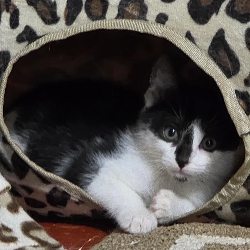 A baby medium-sized male Black & White / Tuxedo Domestic Short Hair cat named Twig for adoption in Moriches, NY