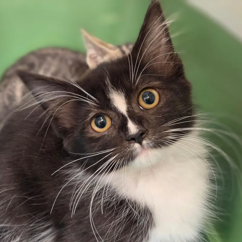 A baby small-sized female Black Domestic Medium Hair cat named Sprout for adoption in Sarasota, FL